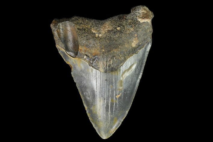 3.08" Fossil Megalodon Tooth - North Carolina